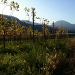 Terlan Vineyards