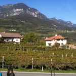 Tramin Vineyards